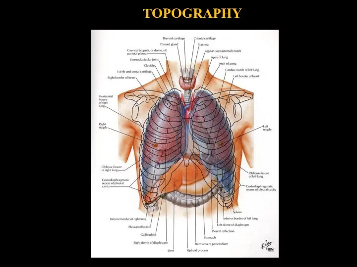 TOPOGRAPHY