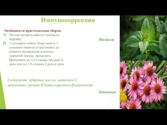 Иммунокоррекция Мелисса Эхинацея Содержат эфирные масла, витамин С, витамины группы В,бета-каротин,флавоноиды Особенности