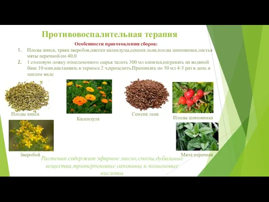 Противовоспалительная терапия Растения содержат эфирное масло,смолы,дубильные вещества,тритерпеновые сапонины и полиеновые кислоты Особенности