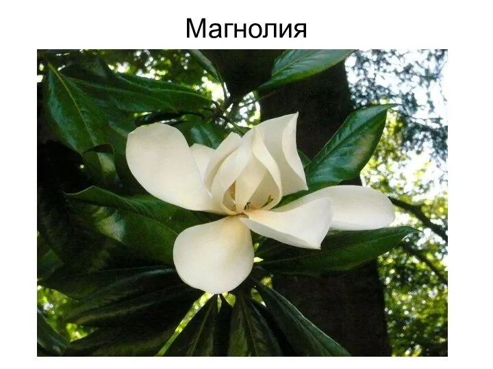 Магнолия