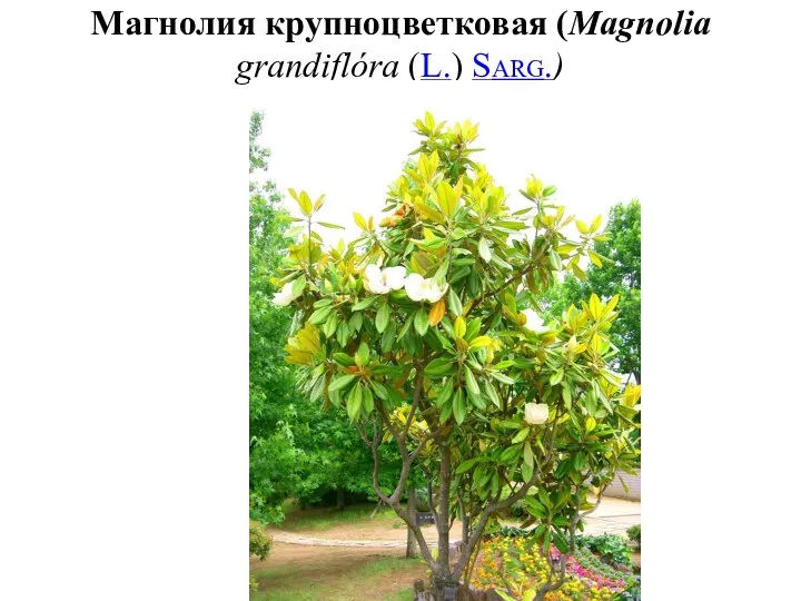 Магнолия крупноцветковая (Magnolia grandiflóra (L.) Sarg.)