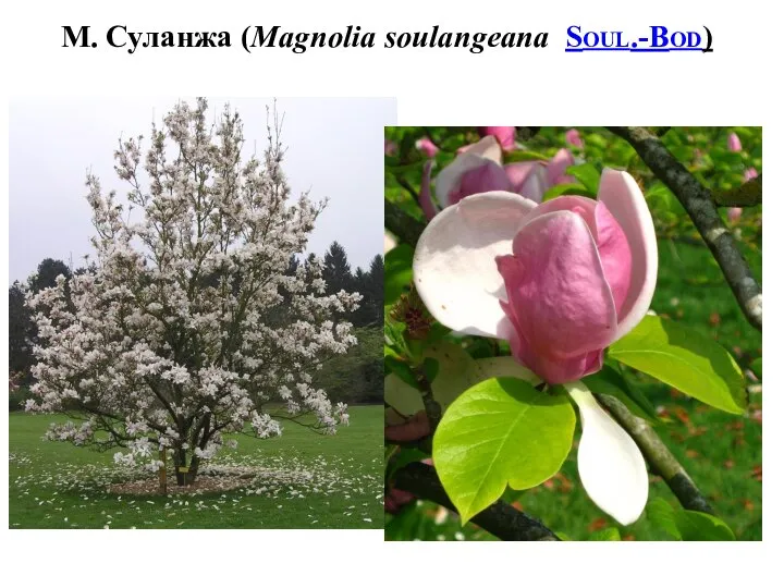 М. Суланжа (Magnolia soulangeana Soul.-Bod)