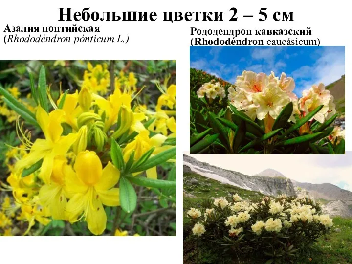 Небольшие цветки 2 – 5 см Азалия понтийская (Rhododéndron pónticum L.) Рододендрон кавказский (Rhododéndron caucásicum)