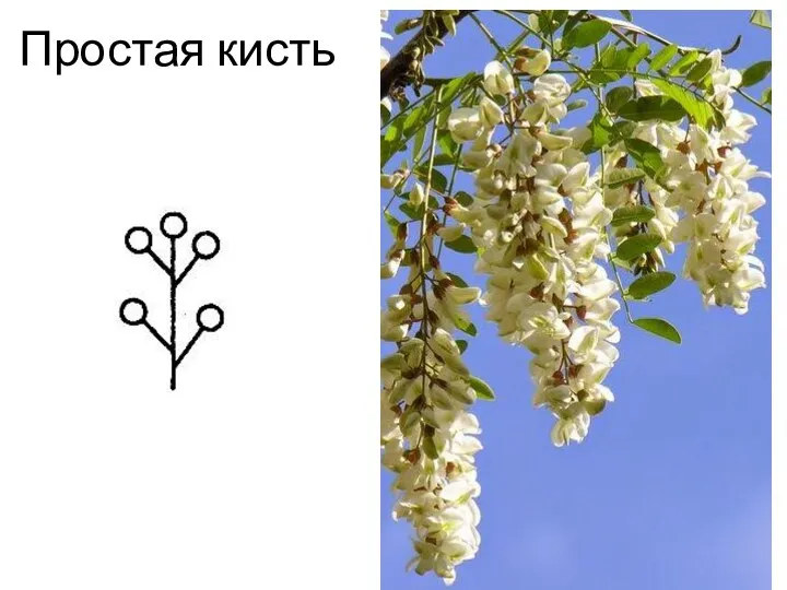 Простая кисть