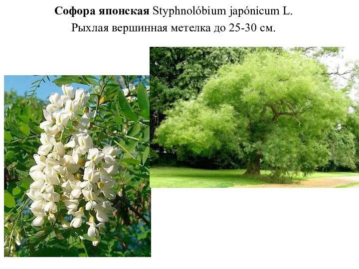 Софора японская Styphnolóbium japónicum L. Рыхлая вершинная метелка до 25-30 см.