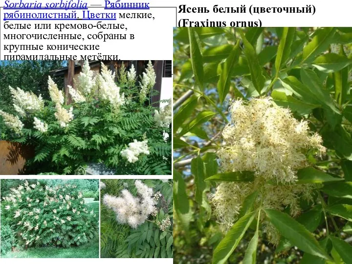 Sorbaria sorbifolia — Рябинник рябинолистный. Цветки мелкие, белые или кремово-белые, многочисленные, собраны