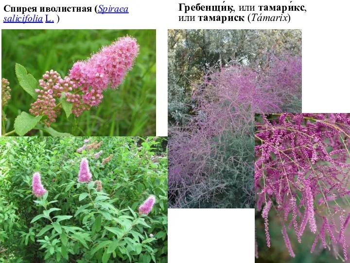 Спирея иволистная (Spiraea salicifolia L. ) Гребенщи́к, или тамари́кс, или тамари́ск (Támarix)