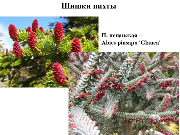 Шишки пихты П. испанская – Abies pinsapo 'Glauca'