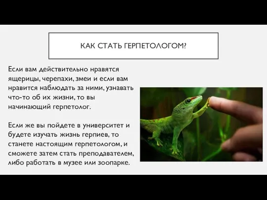 КАК СТАТЬ ГЕРПЕТОЛОГОМ? Если вам действительно нравятся ящерицы, черепахи, змеи и если