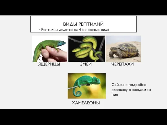 ВИДЫ РЕПТИЛИЙ Рептилии делятся на 4 основных вида Сейчас я подробно расскажу о каждом из них