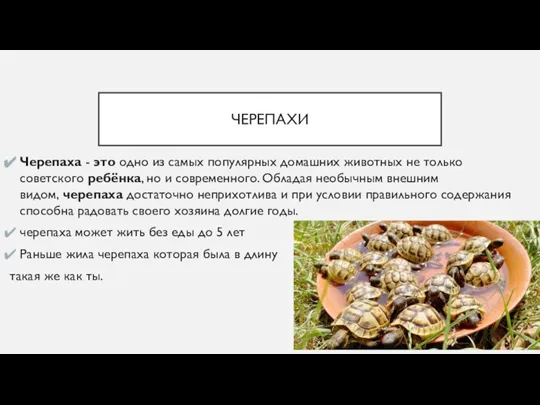 ЧЕРЕПАХИ Черепаха - это одно из самых популярных домашних животных не только