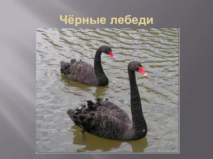 Чёрные лебеди