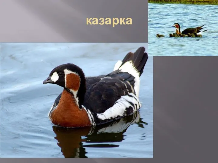 казарка