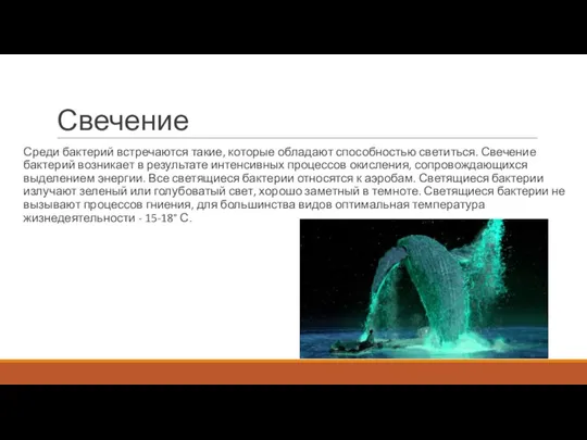 Свечение Среди бактерий встречаются такие, которые обладают способностью светиться. Свечение бактерий возникает