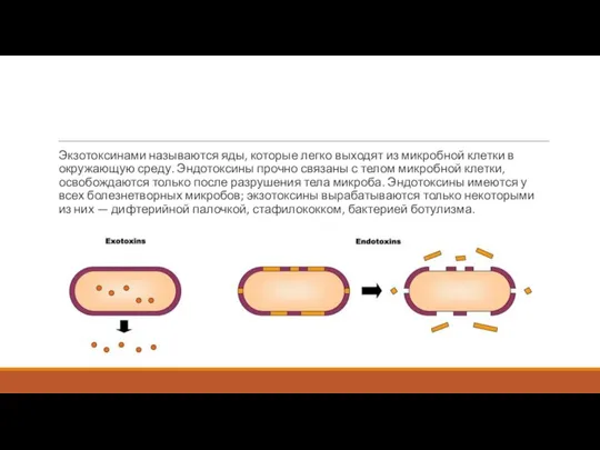 Экзотоксинами называются яды, которые легко выходят из микробной клетки в окружающую среду.