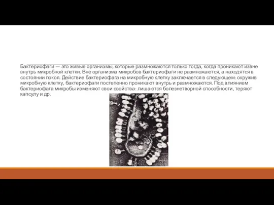 Бактериофаги — это живые организмы, которые размножаются только тогда, когда проникают извне