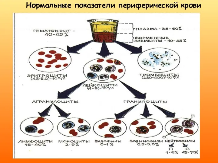 Нормальные показатели периферической крови