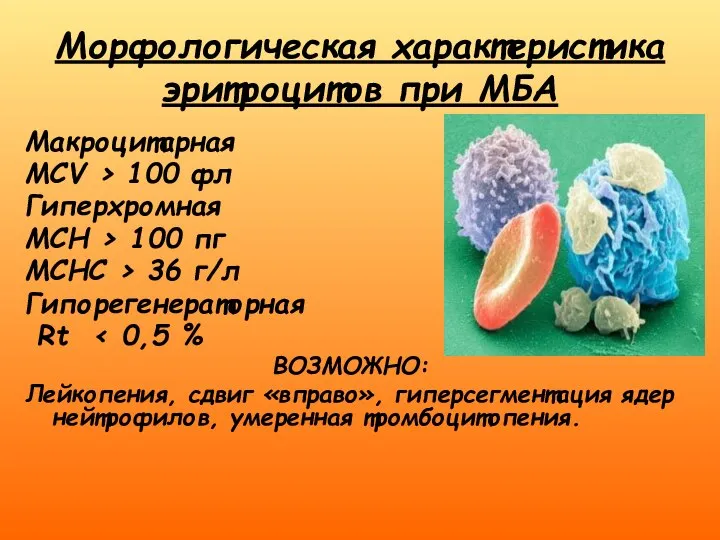 Морфологическая характеристика эритроцитов при МБА Макроцитарная MCV > 100 фл Гиперхромная MCH