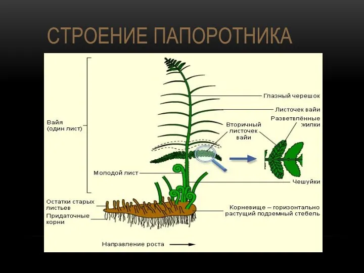 СТРОЕНИЕ ПАПОРОТНИКА