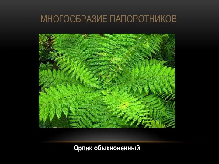 МНОГООБРАЗИЕ ПАПОРОТНИКОВ Орляк обыкновенный