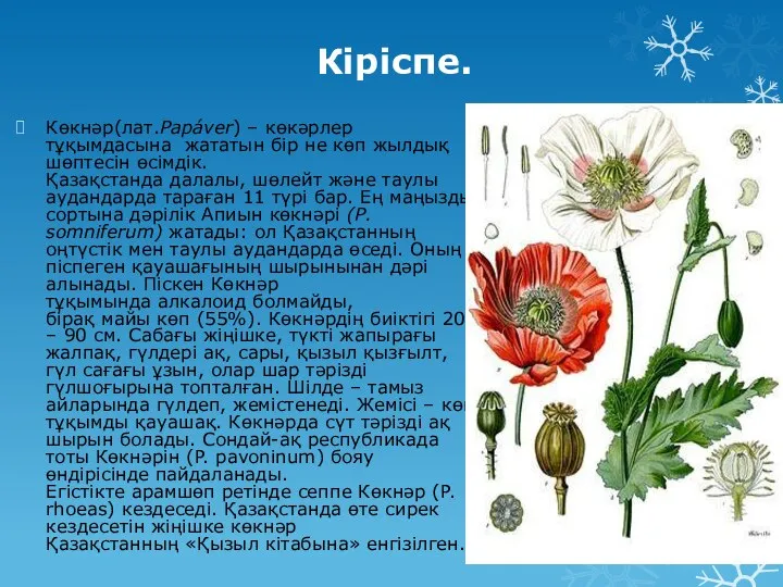 Кіріспе. Көкнәр(лат.Papáver) – көкәрлер тұқымдасына жататын бір не көп жылдық шөптесін өсімдік.