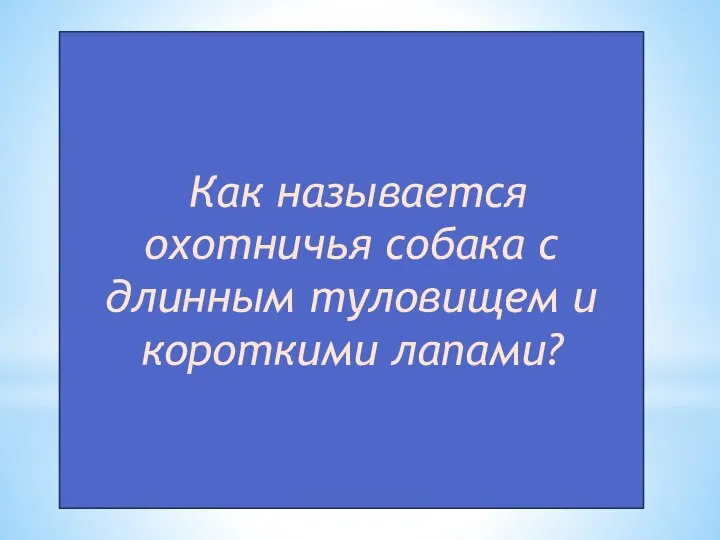 Как называется охотничья собака с длинным туловищем и короткими лапами?