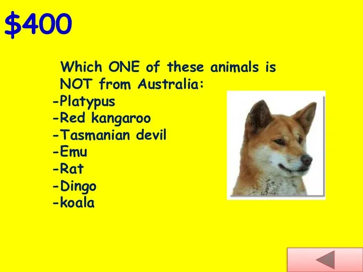Which ONE of these animals is NOT from Australia: Platypus Red kangaroo