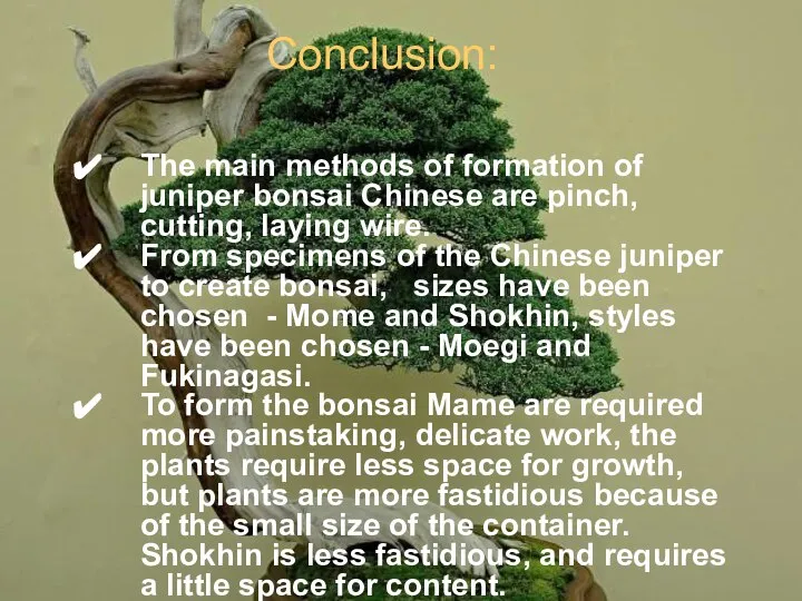 Conclusion: The main methods of formation of juniper bonsai Chinese are pinch,
