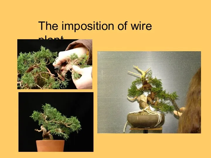 The imposition of wire plant