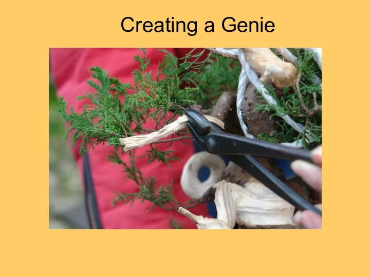 Creating a Genie