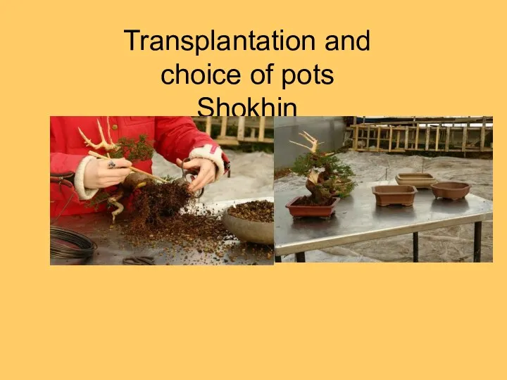 Transplantation and choice of pots Shokhin