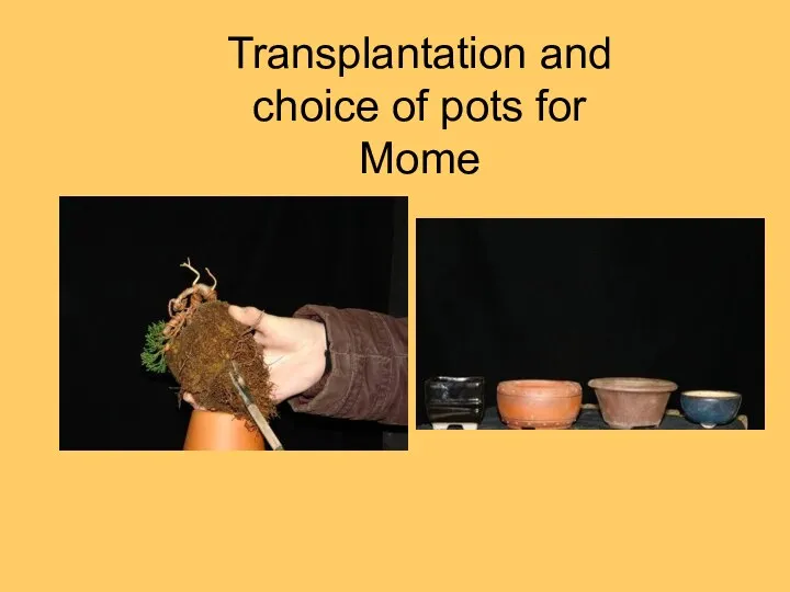 Transplantation and choice of pots for Mome