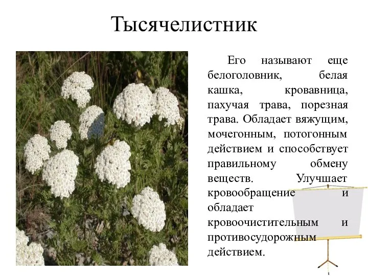 Тысячелистник Его называют еще белоголовник, белая кашка, кровавница, пахучая трава, порезная трава.