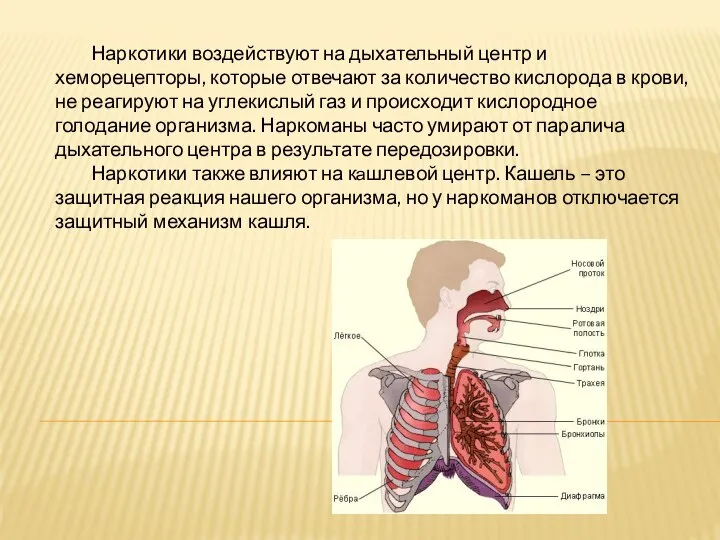 Наркотики воздействуют на дыхательный центр и хеморецепторы, которые отвечают за количество кислорода