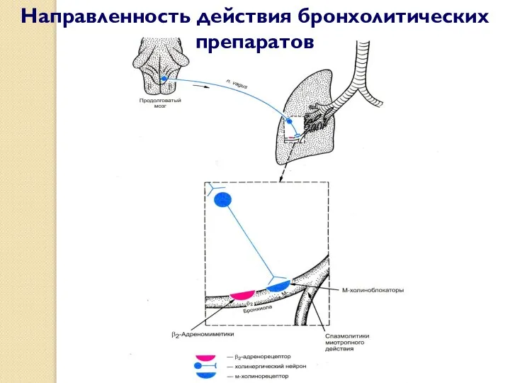 Направленность действия бронхолитических препаратов