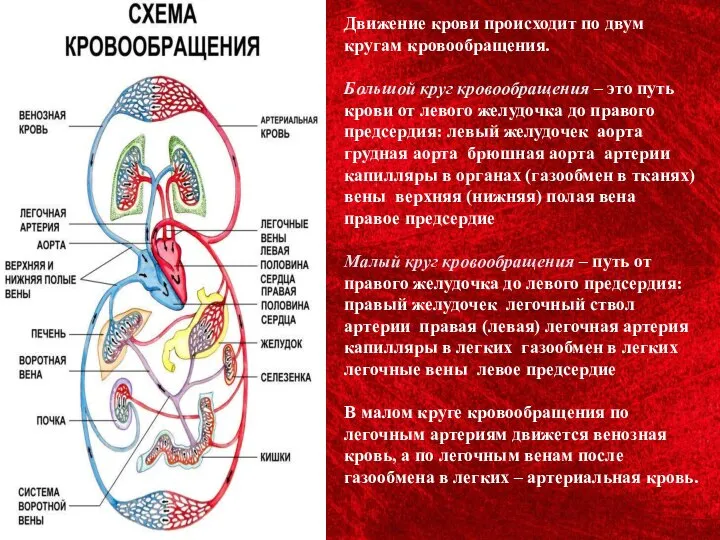 Движение крови происходит по двум кругам кровообращения. Большой круг кровообращения – это