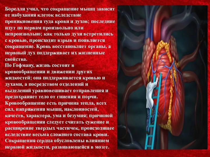 Борелли учил, что сокращение мышц зависит от набухания клеток вследствие проникновения туда