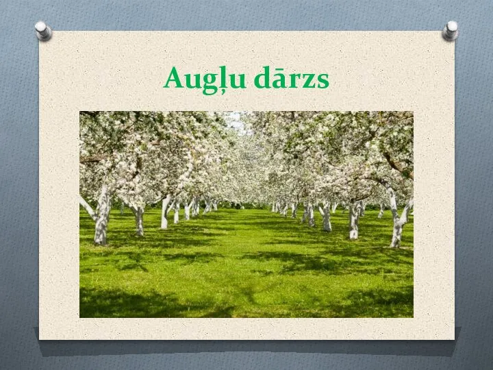 Augļu dārzs