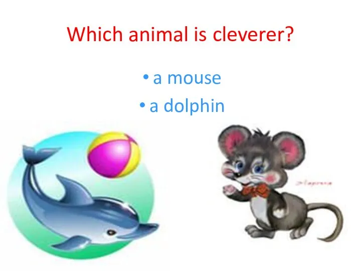 Which animal is cleverer? a mouse a dolphin