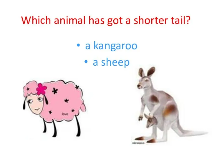 Which animal has got a shorter tail? a kangaroo a sheep