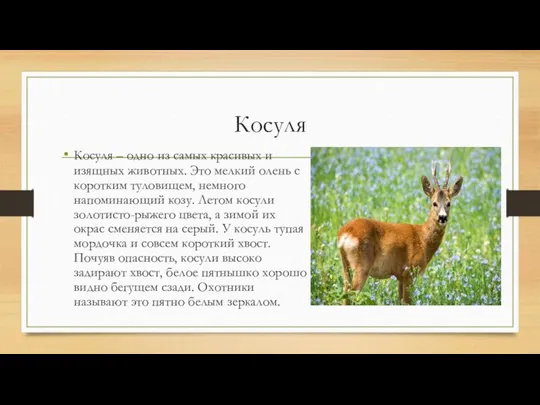 Косуля Косуля – одно из самых красивых и изящных животных. Это мелкий