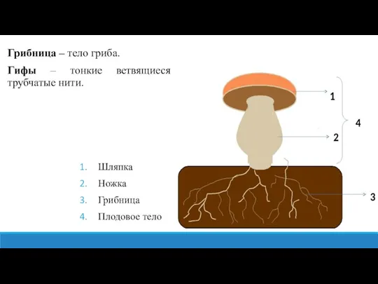 Грибница – тело гриба. Гифы – тонкие ветвящиеся трубчатые нити. Шляпка Ножка Грибница Плодовое тело