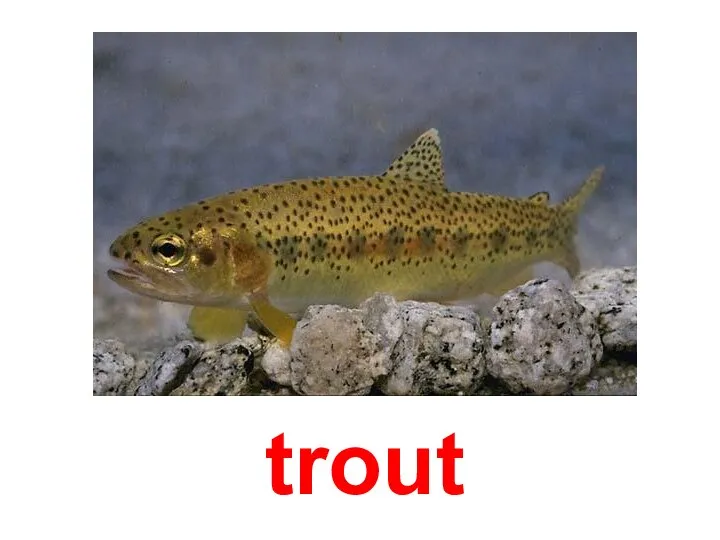 trout