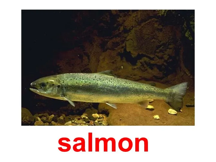 salmon