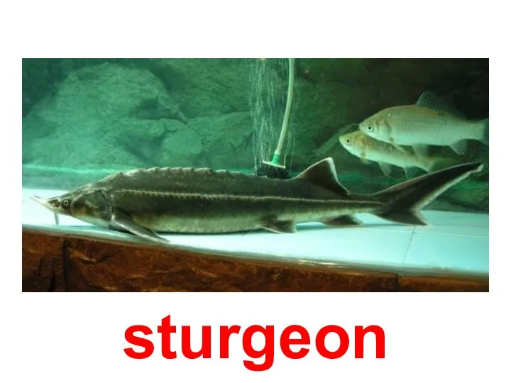 sturgeon