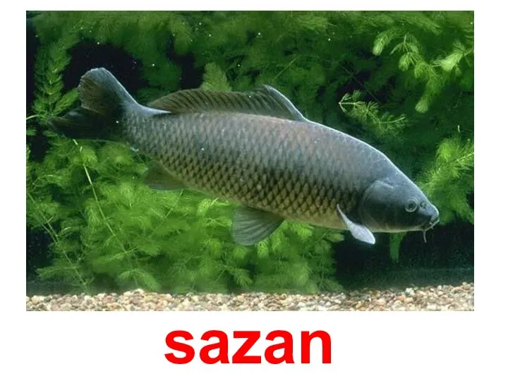 sazan