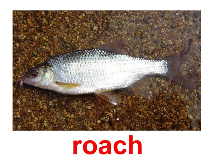 roach