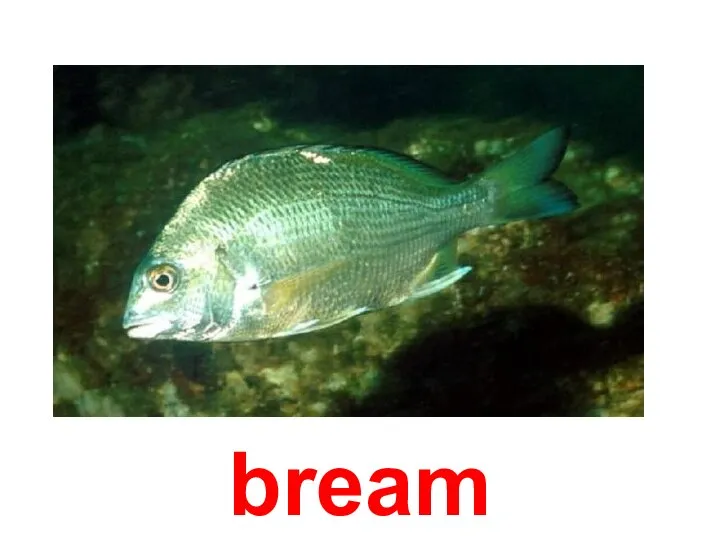 bream