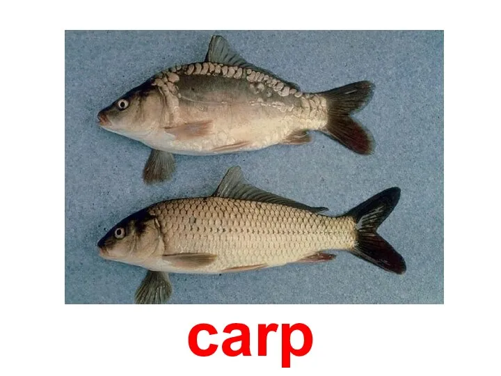 carp