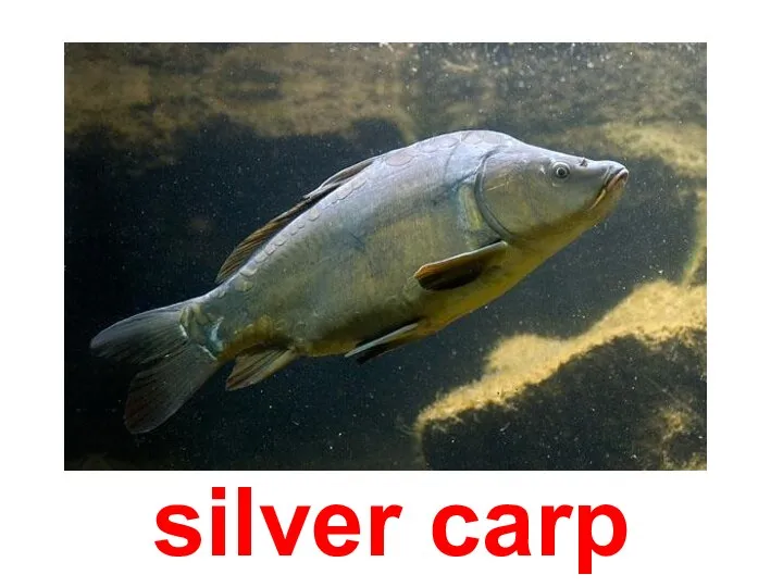 silver carp